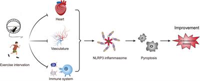 NLRP3 inflammasome and pyroptosis in cardiovascular diseases and exercise intervention